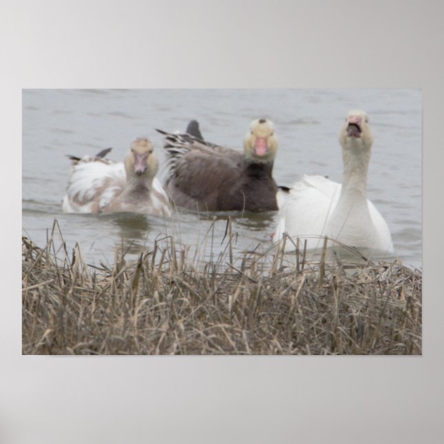 Snow Geese Poster (Front)