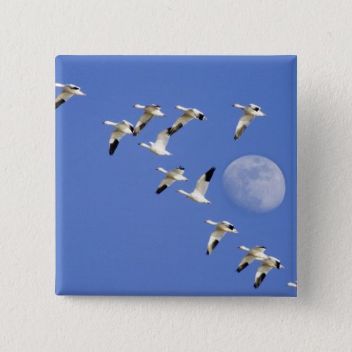 Snow geese take flight at Freezeout Lake NWR Button