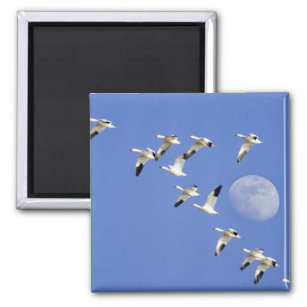 Snow geese take flight at Freezeout Lake NWR Magnet