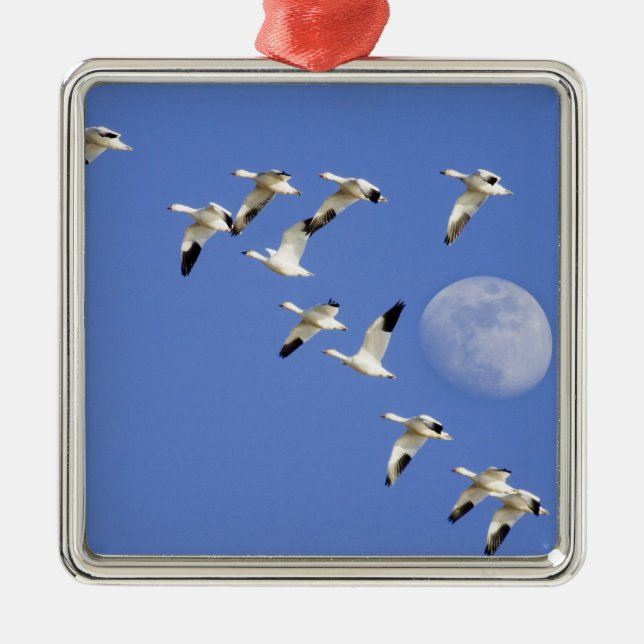 Snow geese take flight at Freezeout Lake NWR Metal Ornament (Front)