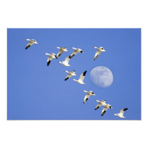 Snow geese take flight at Freezeout Lake NWR Photo Print