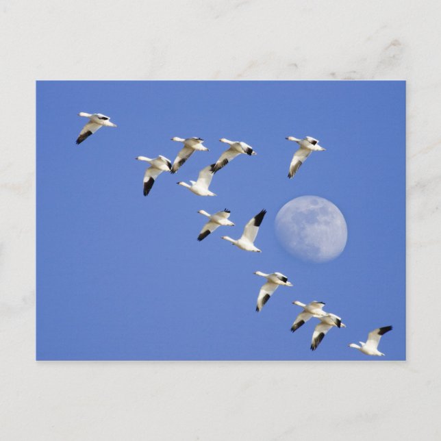 Snow geese take flight at Freezeout Lake NWR Postcard (Front)