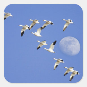 Snow geese take flight at Freezeout Lake NWR Square Sticker