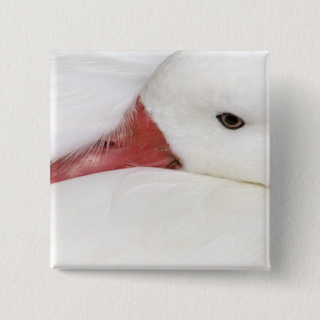 Snow Goose Chen caerulescens Button (Front)