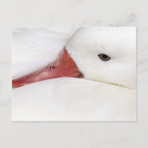 Snow Goose Chen caerulescens captive in Postcard