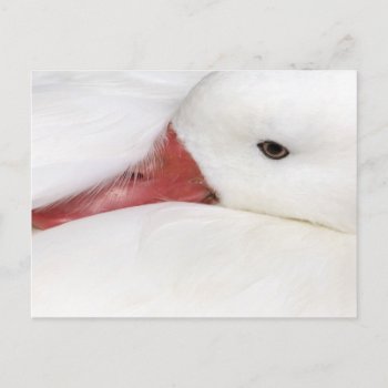 Snow Goose Chen Caerulescens)  Captive In Postcard by theworldofanimals at Zazzle