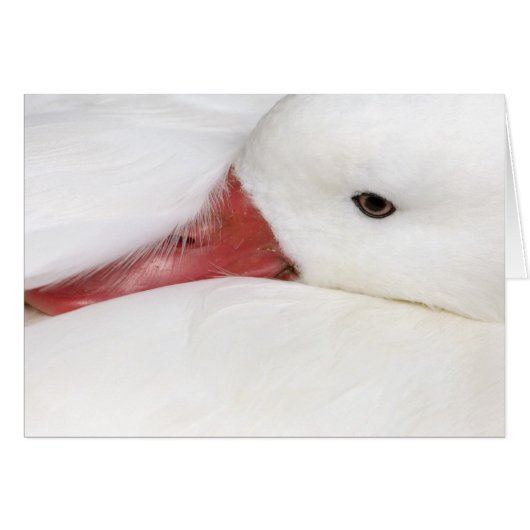 Snow Goose Chen caerulescens Cards (Front Horizontal)