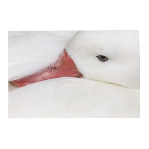 Snow Goose Chen caerulescens Placemat