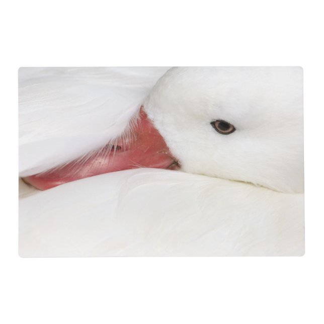 Snow Goose Chen caerulescens Placemat (Front)