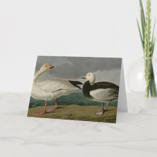Snow Goose from Audubon's Birds of America Card