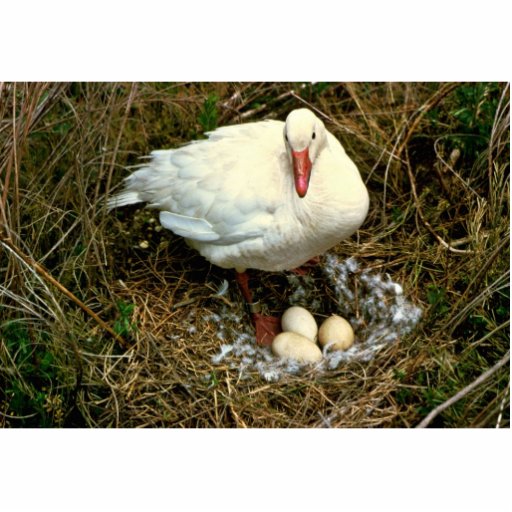 Snow Goose on Nest Photo Cut Out | Zazzle