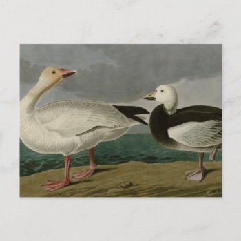 Snow Goose Postcard by birdpictures at Zazzle