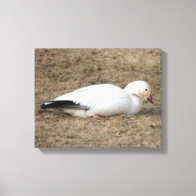 Snow Goose Wrapped Canvas Print (Front)