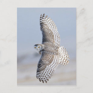 Snow Harfang owl 3 Postcard