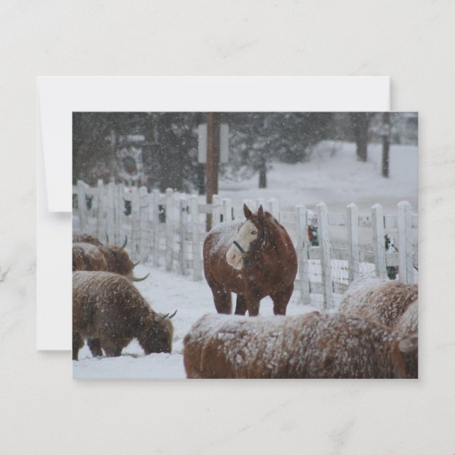 Snow Horse, Merry Christmas! Holiday Card (Front)