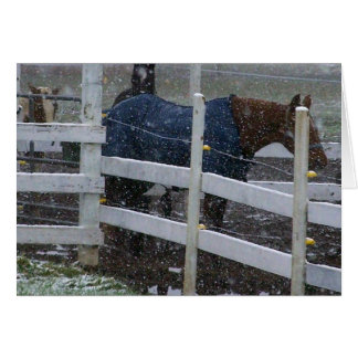 Snow Horses Cards