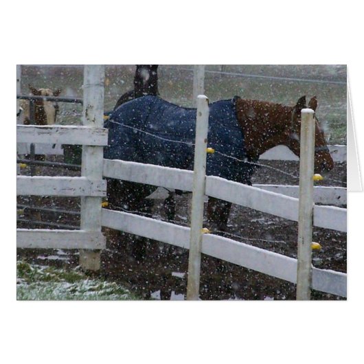 Snow Horses Cards (Front Horizontal)