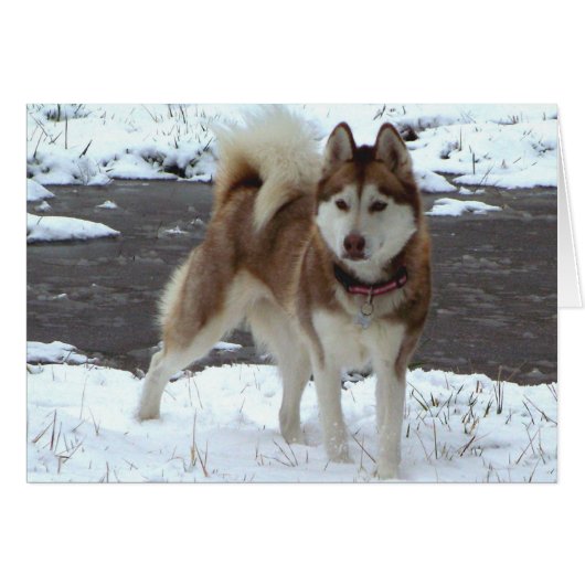 Snow Husky Cards (Front Horizontal)