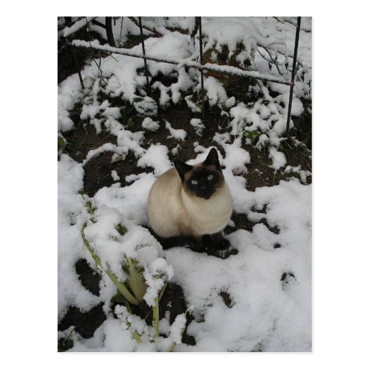 Snow Images, Snow Cat Postcard