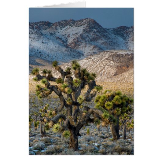 Snow In Death Valley Cards (Front)