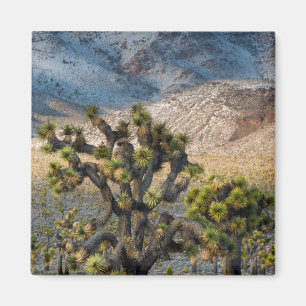 Snow In Death Valley Magnet