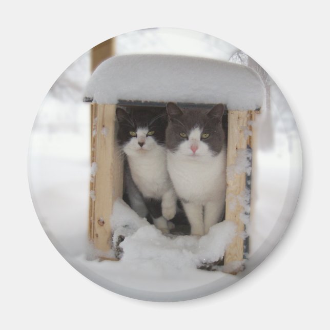 Snow Kittens Magnet (Front)