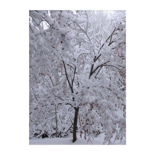 Snow-Laden Trees Acrylic Print (Front)