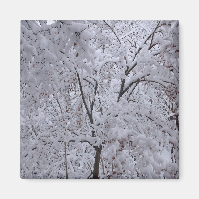 Snow-Laden Trees Magnet (Front)
