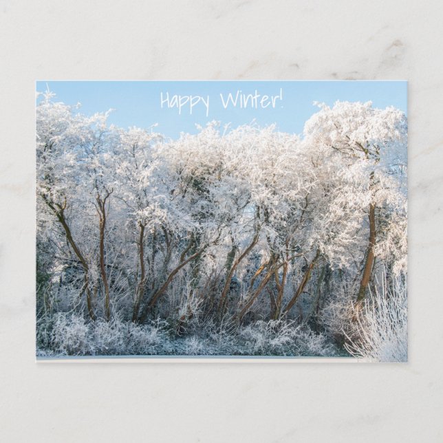 Snow Landscape Winter Photo Postcard (Front)