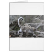 snow leaopard (Front)