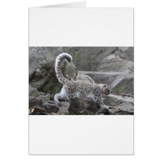 snow leaopard cards