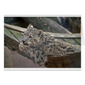 Snow Leopard (Front Horizontal)