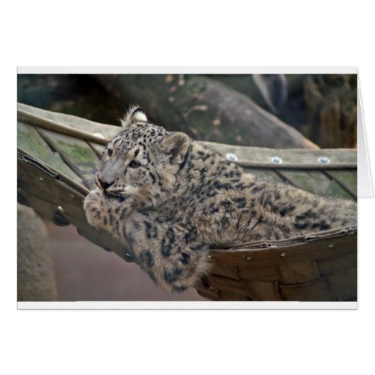 Snow Leopard (Front Horizontal)