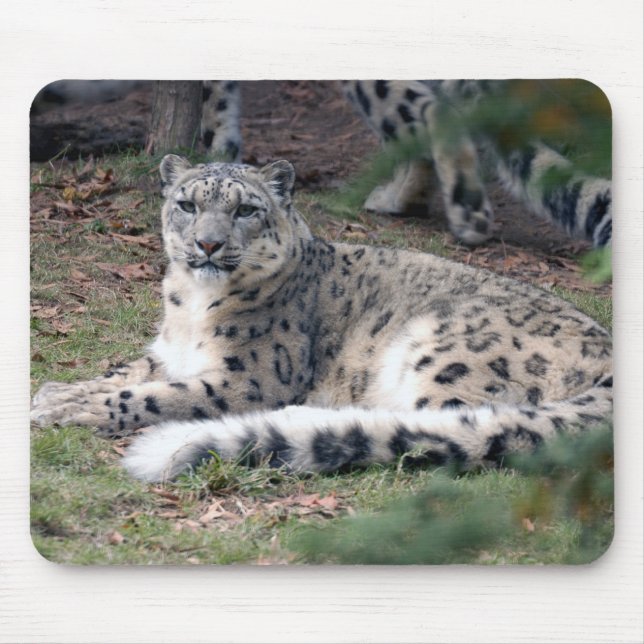 snow leopard 26 mouse pad (Front)
