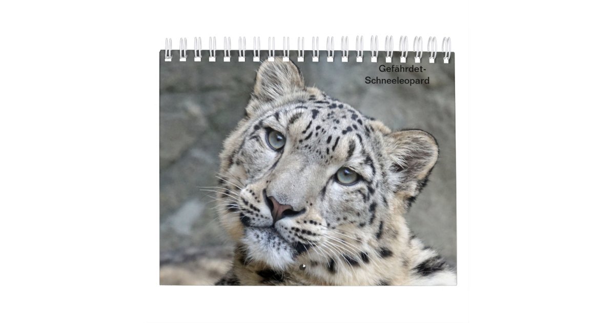 Snow leopard as calendars