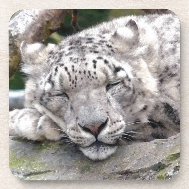 Snow Leopard - beautiful! Beverage Coaster (Front)