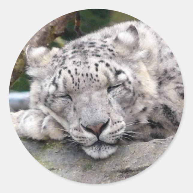Snow Leopard - beautiful! Classic Round Sticker (Front)