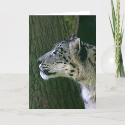 Snow leopard beautiful photo blank greeting card