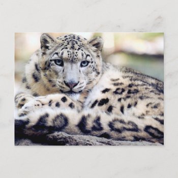 Snow Leopard Beautiful Photo Postcard by roughcollie at Zazzle
