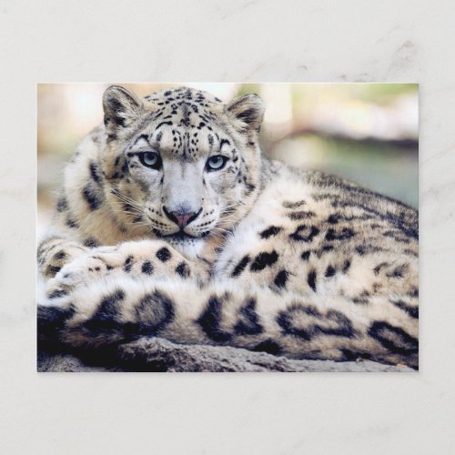 Snow Leopard beautiful photo Postcard