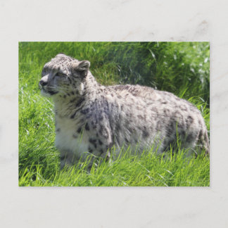 Snow Leopard Beautiful Photography Postcard