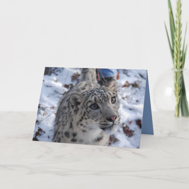 Snow Leopard Blank Greeting Card (Front)