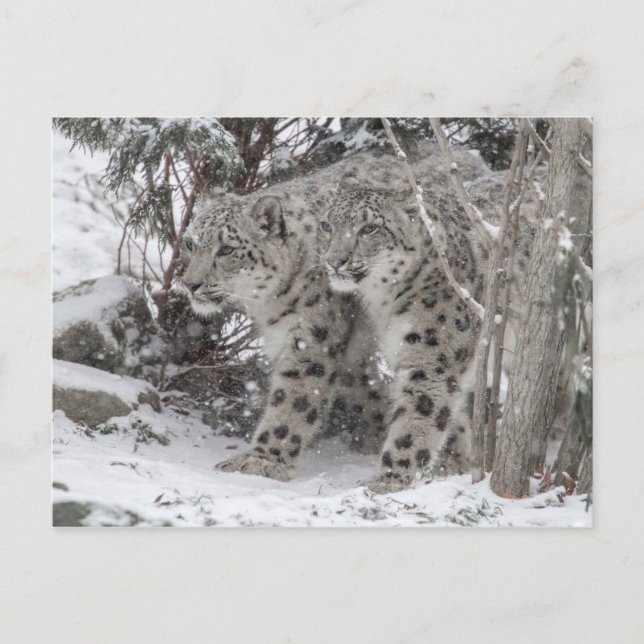 Snow leopard brothers walking in deep snow postcard (Front)