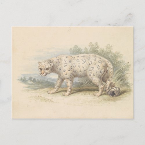 Snow Leopard by Charles Hamilton Smith Postcard