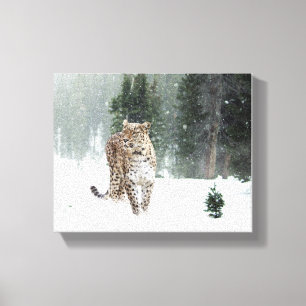 Snow Leopard Canvas Print