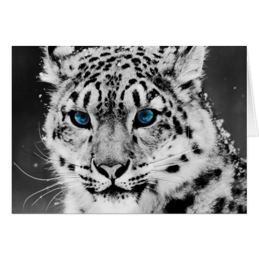 Snow Leopard Cards (Front Horizontal)