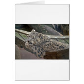 Snow Leopard Cards (Front)