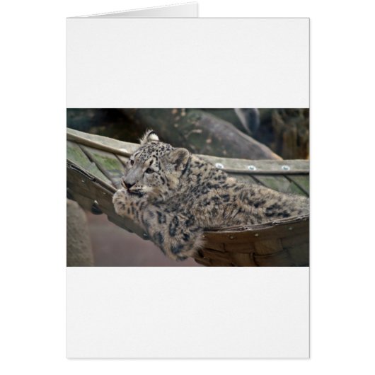 Snow Leopard Cards (Front)