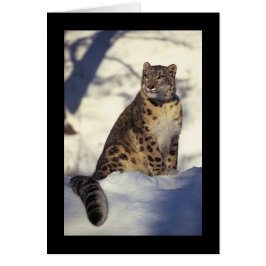 Snow Leopard Cards (Front)