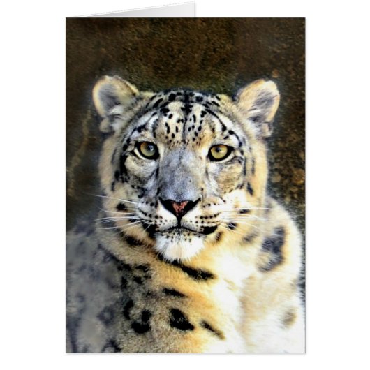 Snow Leopard Cards (Front)